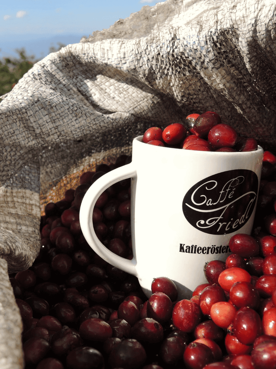 Kaffeetasse mit ungerösteten Kaffeebohnen